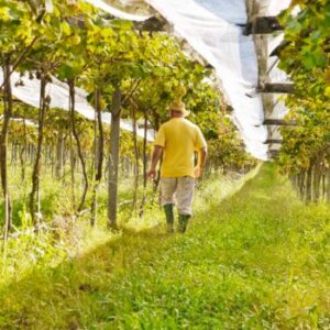 Enoturismo na Serra Gaúcha na vinícola valparaiso